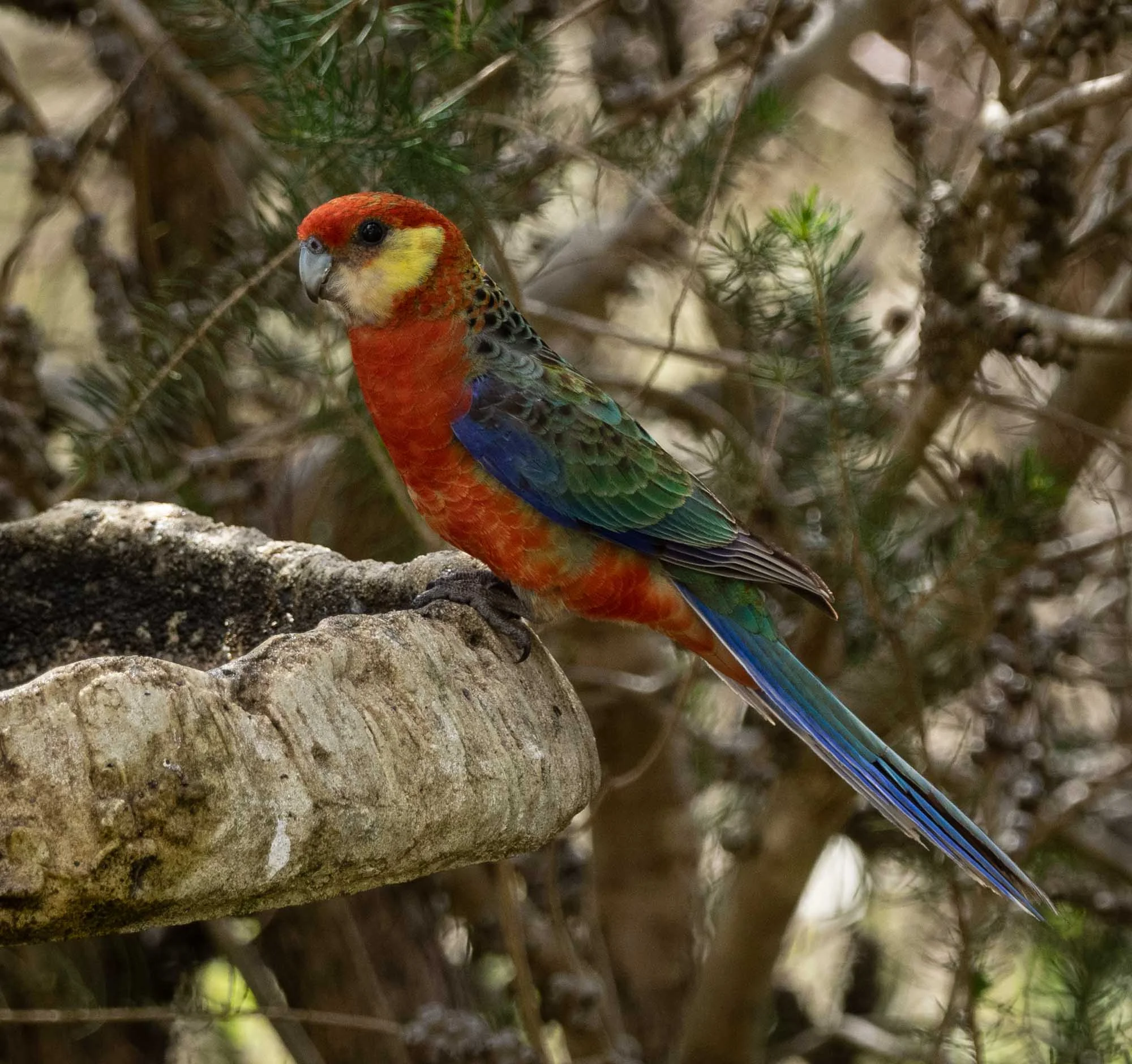 Western Rosella