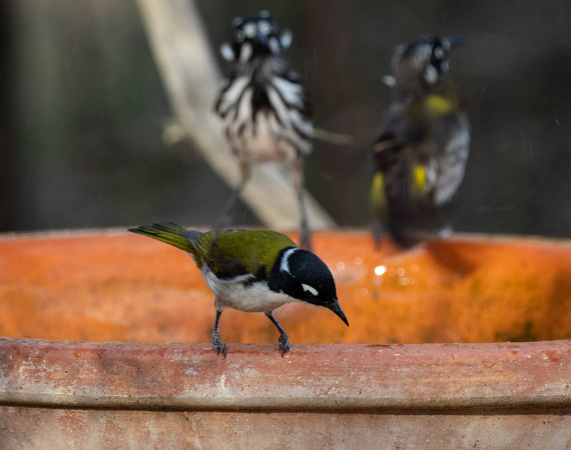 Gilbert’s Honeyeater, with a pair of New Holland Honeyeaters in the background