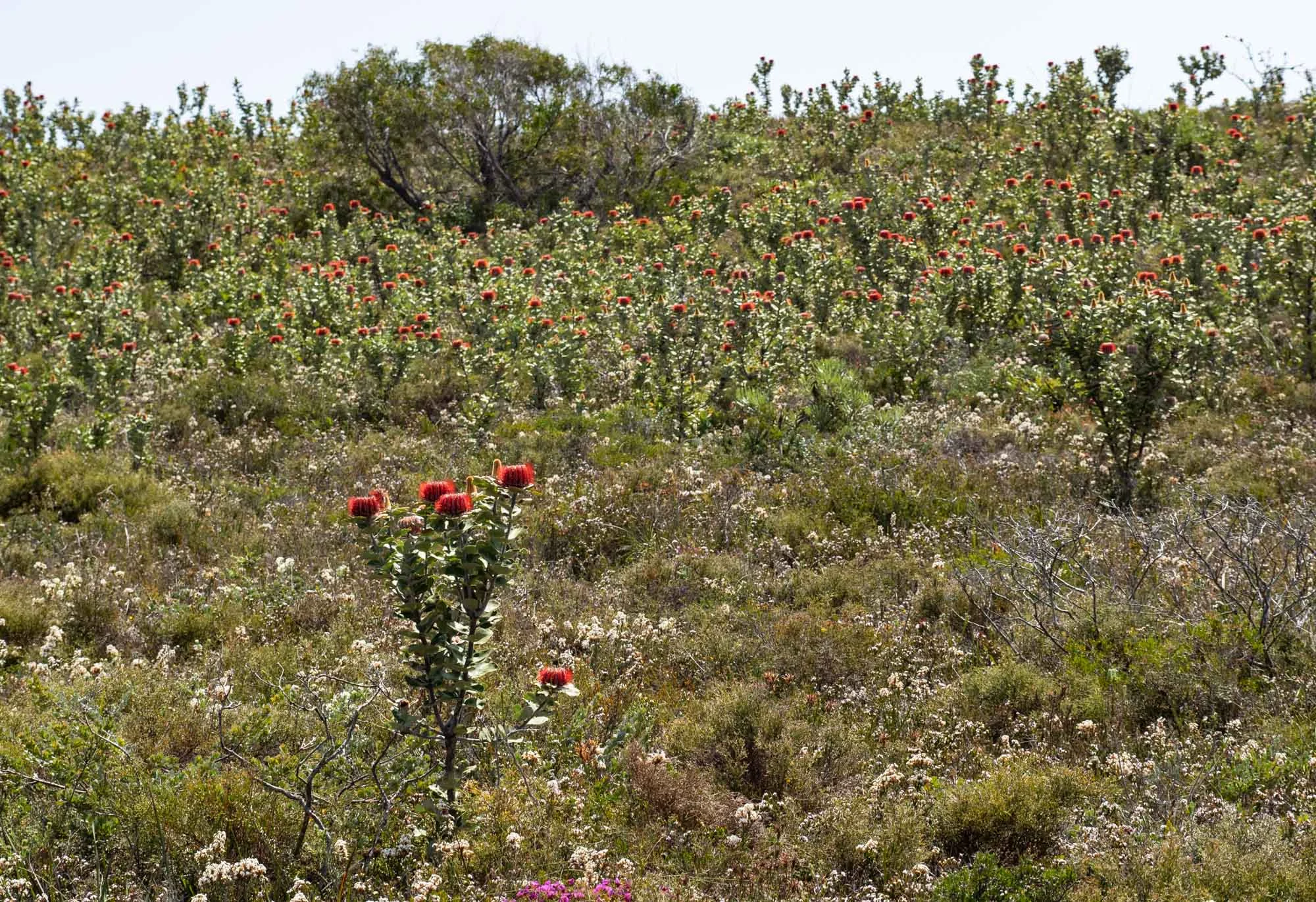 Scarlet Banksias everywhere!