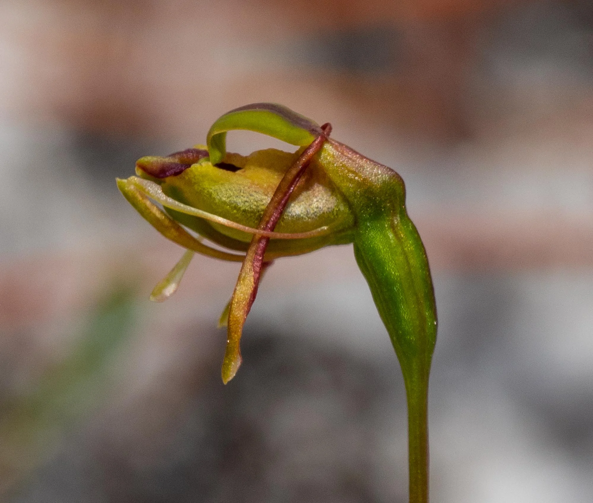 Flying Duck Orchid ( Paracaleana nigrita ) … post pollination