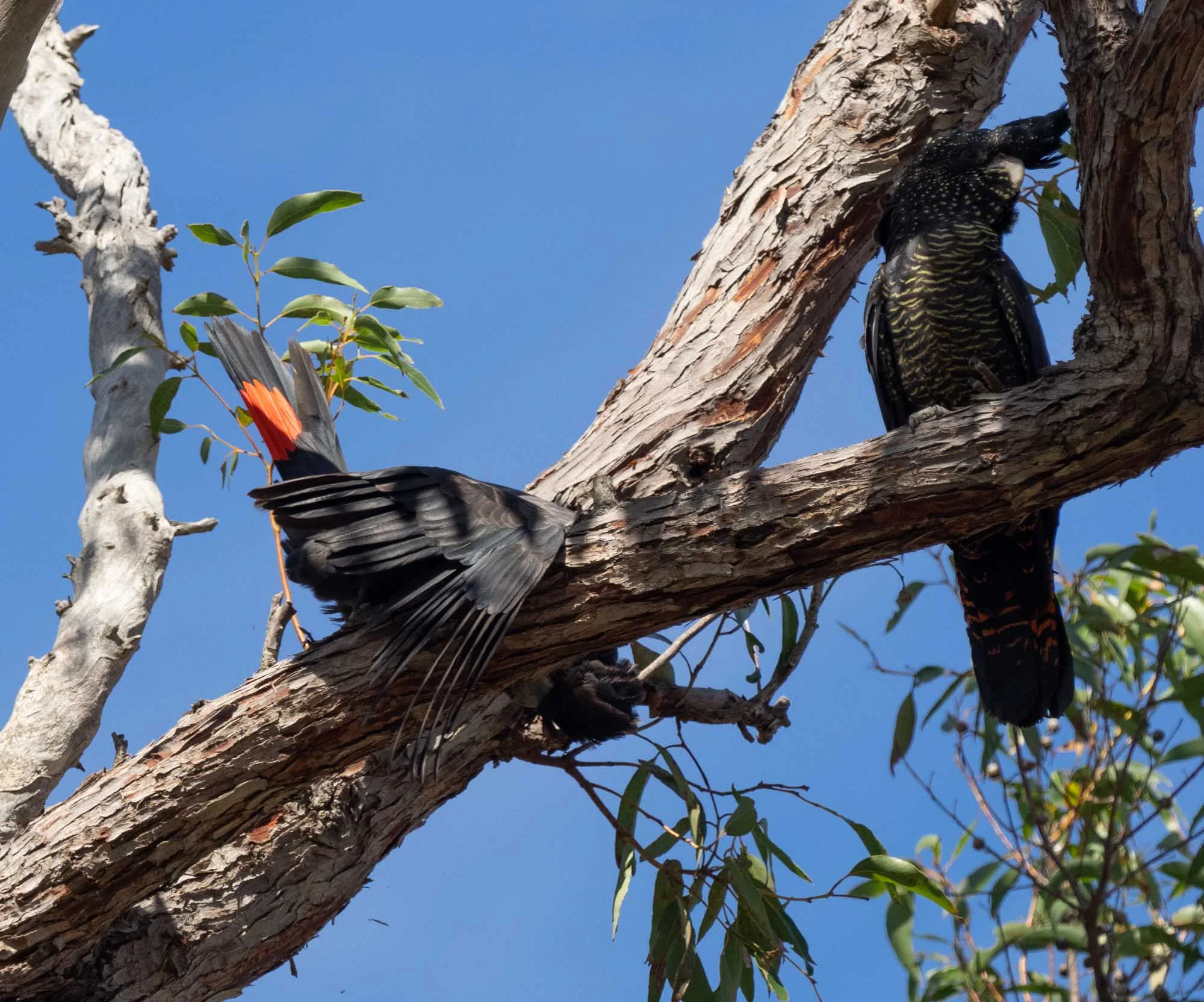 The male (left) flares his tail in what is clearly a deliberate communication directed at the female (right)