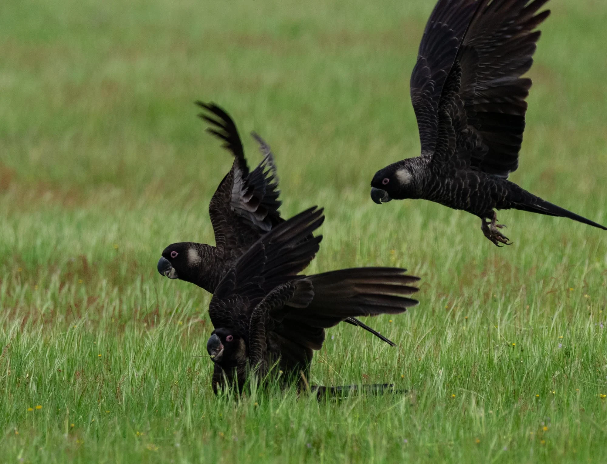 A flock of about ten Carnaby’s Black-Cockatoos were feeding on what I assume is a young wheat crop.