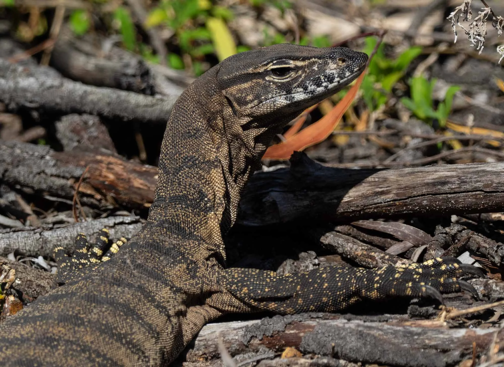 Heath Goanna ( Varanus rosenbergi )