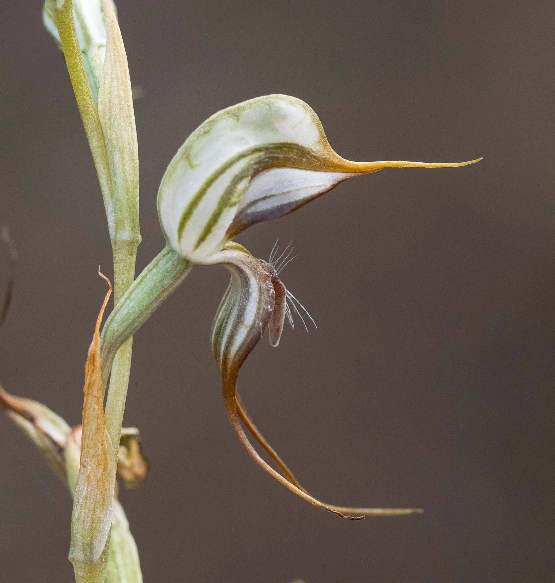 Pterostylis sp. … a ‘Bird Orchid’ of some kind