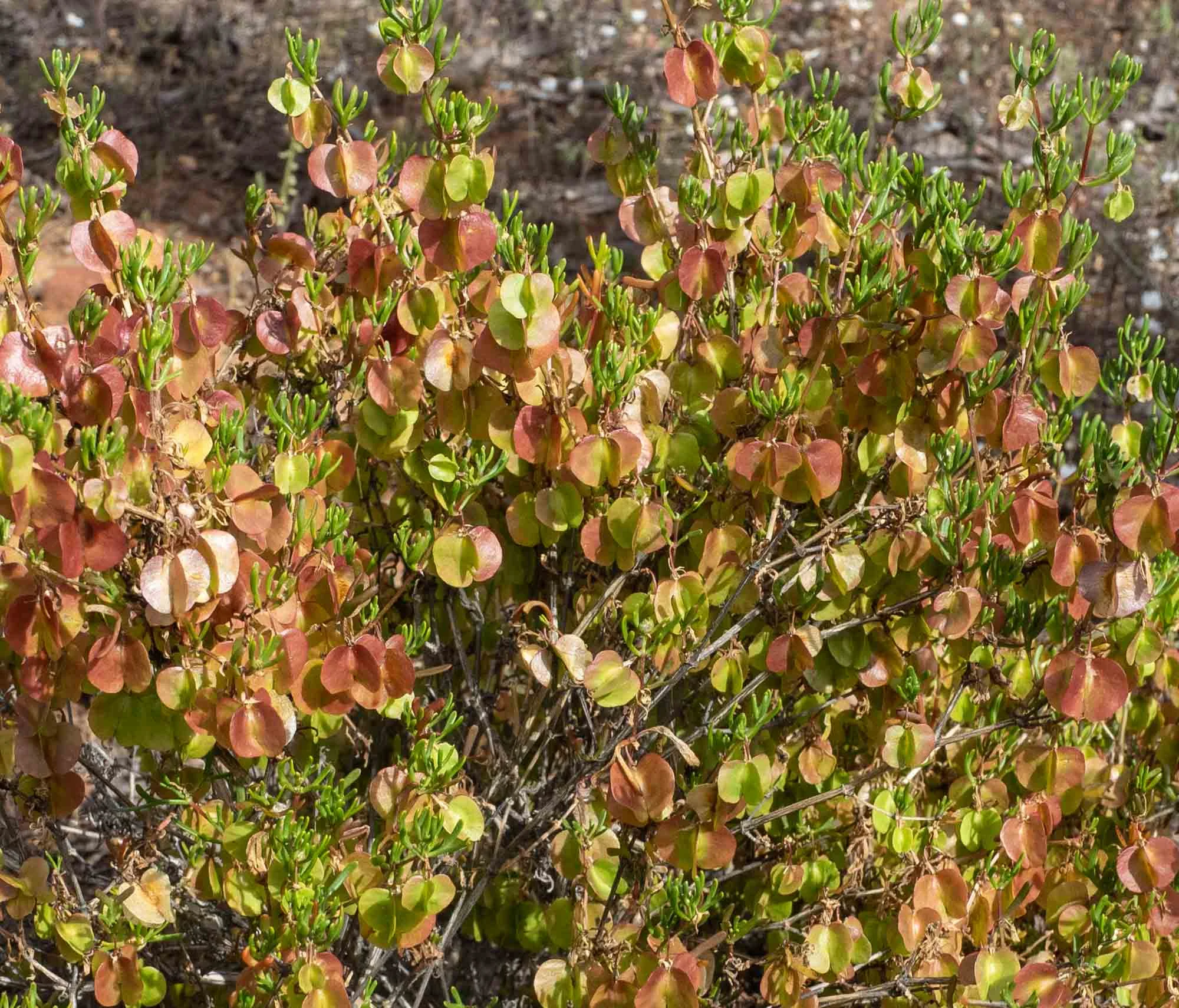 There is a species of Hop Bush ( Dodonaea) endemic to the Gawler Ranges … not sure if this is the one.