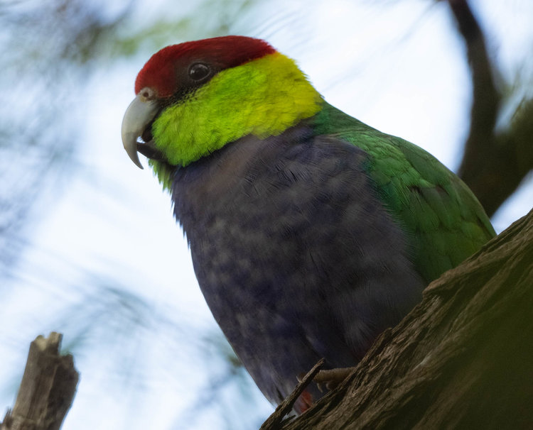 Red-capped Parrot