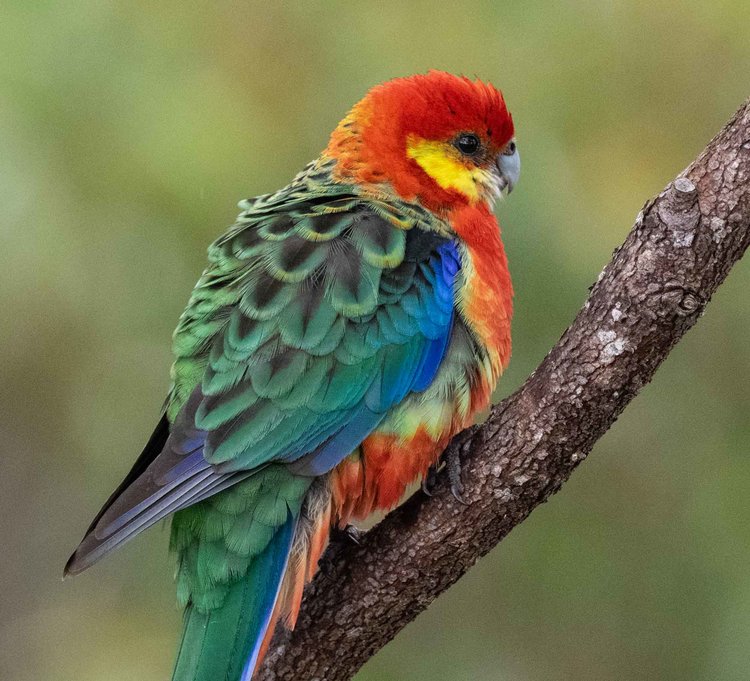 Western Rosella