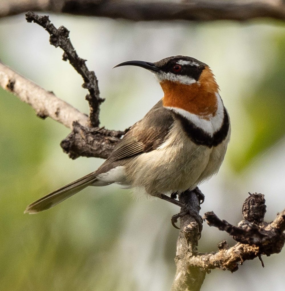 Western Spinebill - male