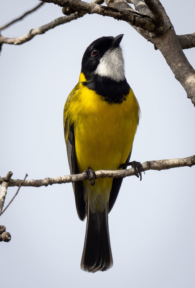 Western Whistler - male