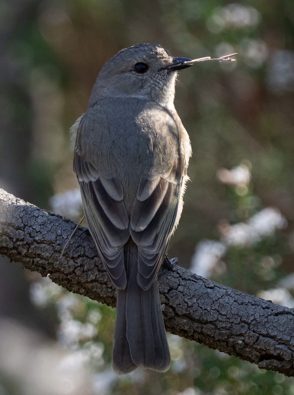 Western Whistler - female