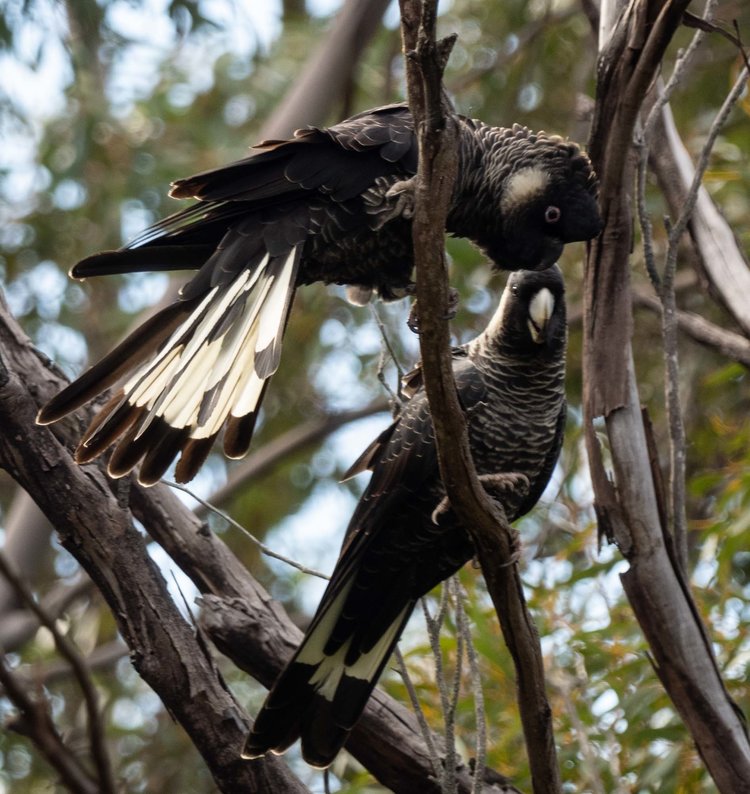 Carnaby's Black-Cockatoo