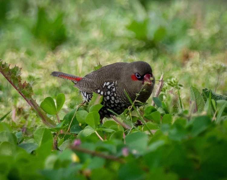 Red-eared Firetail