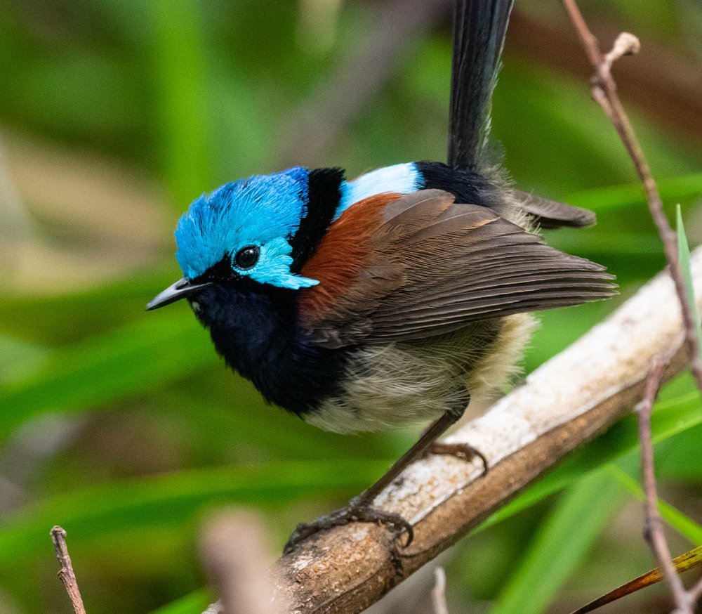 Red-winged Fairy-wren