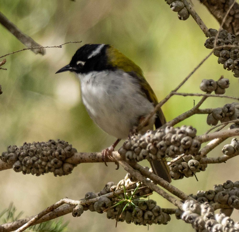 Gilbert's Honeyeater