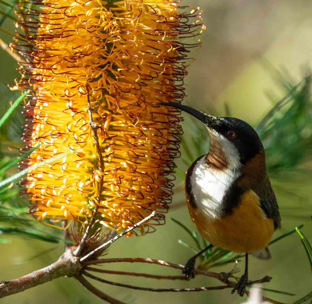 Eastern Spinebill, Acanthorhynchus tenuirostris