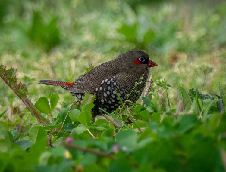 Red-eared Firetail, Stagonopleura oculata