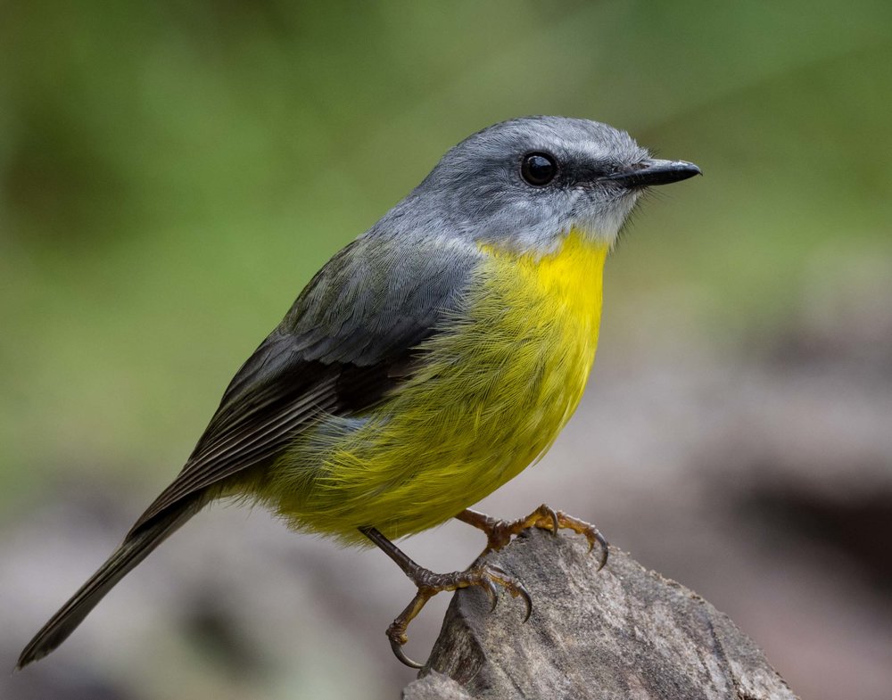 Eastern Yellow Robin, Eopsaltria australis