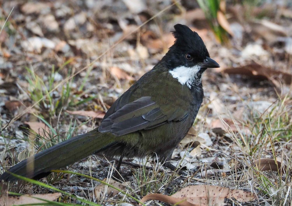 Eastern Whipbird, Psophodes olivaceus