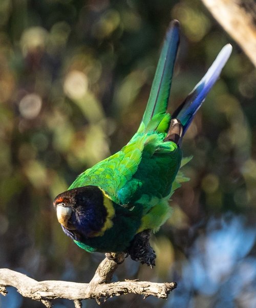 Australian Ringneck, Twenty-eight Parrot
