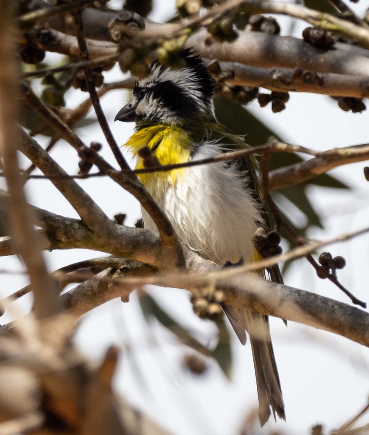 Crested Shrike-tit