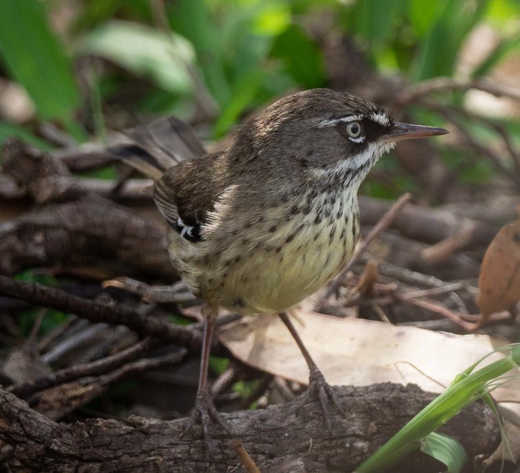 White-browed Scrubwren