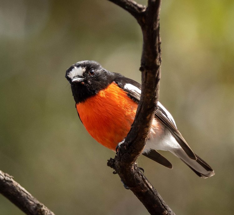 Scarlet Robin