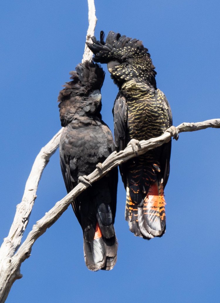 Red-tailed Black-Cockatoo