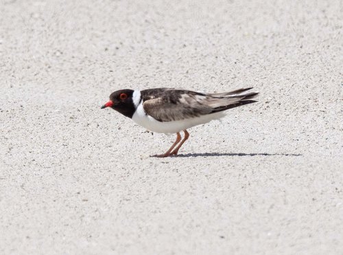 Hooded Plover