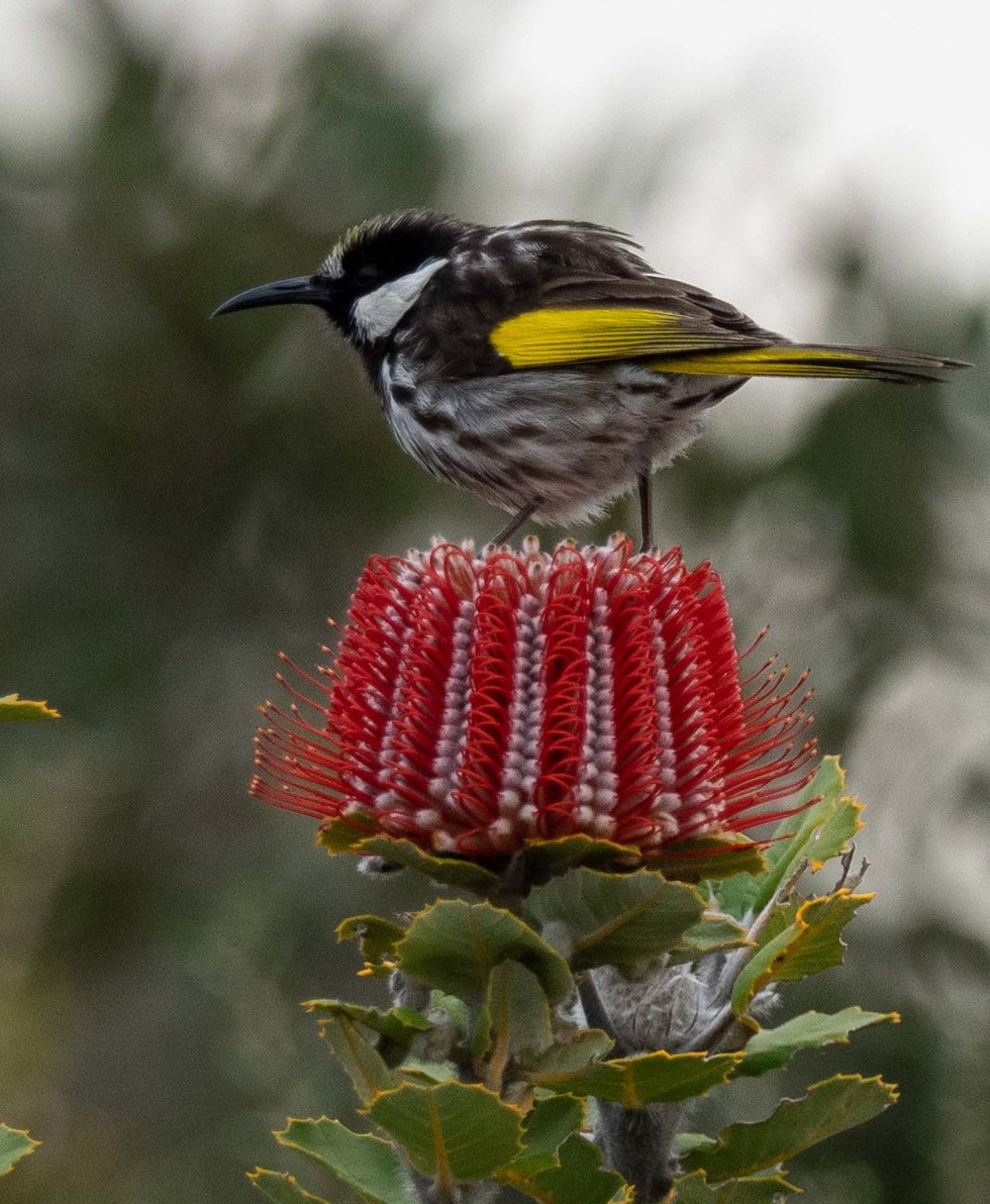 White-cheeked Honeyeater