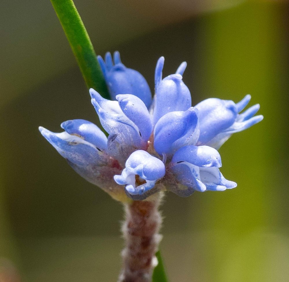 Conospermum coerulescens (Smokebush)