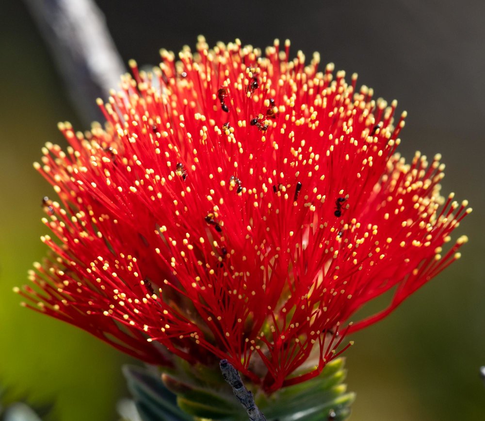 Regelia velutina ('Barrens Regelia')