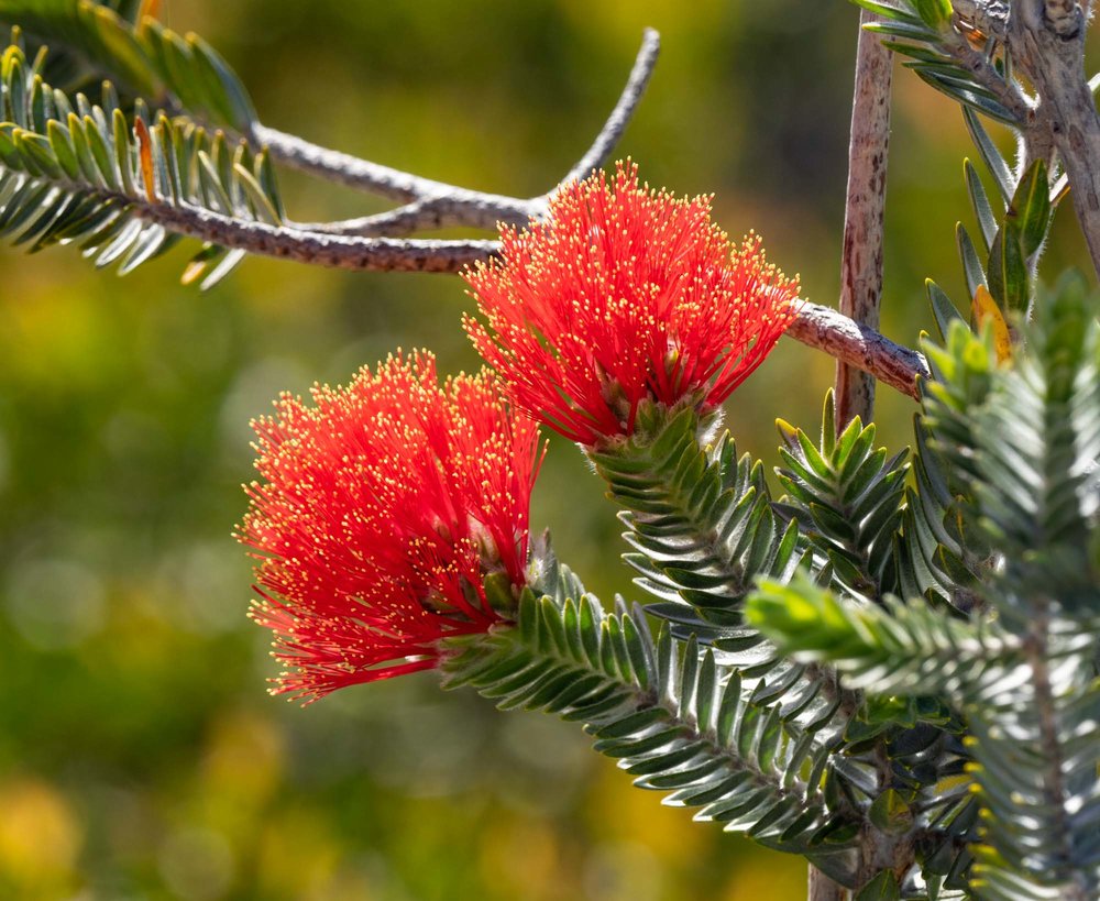 Regelia velutina ('Barrens Regelia')