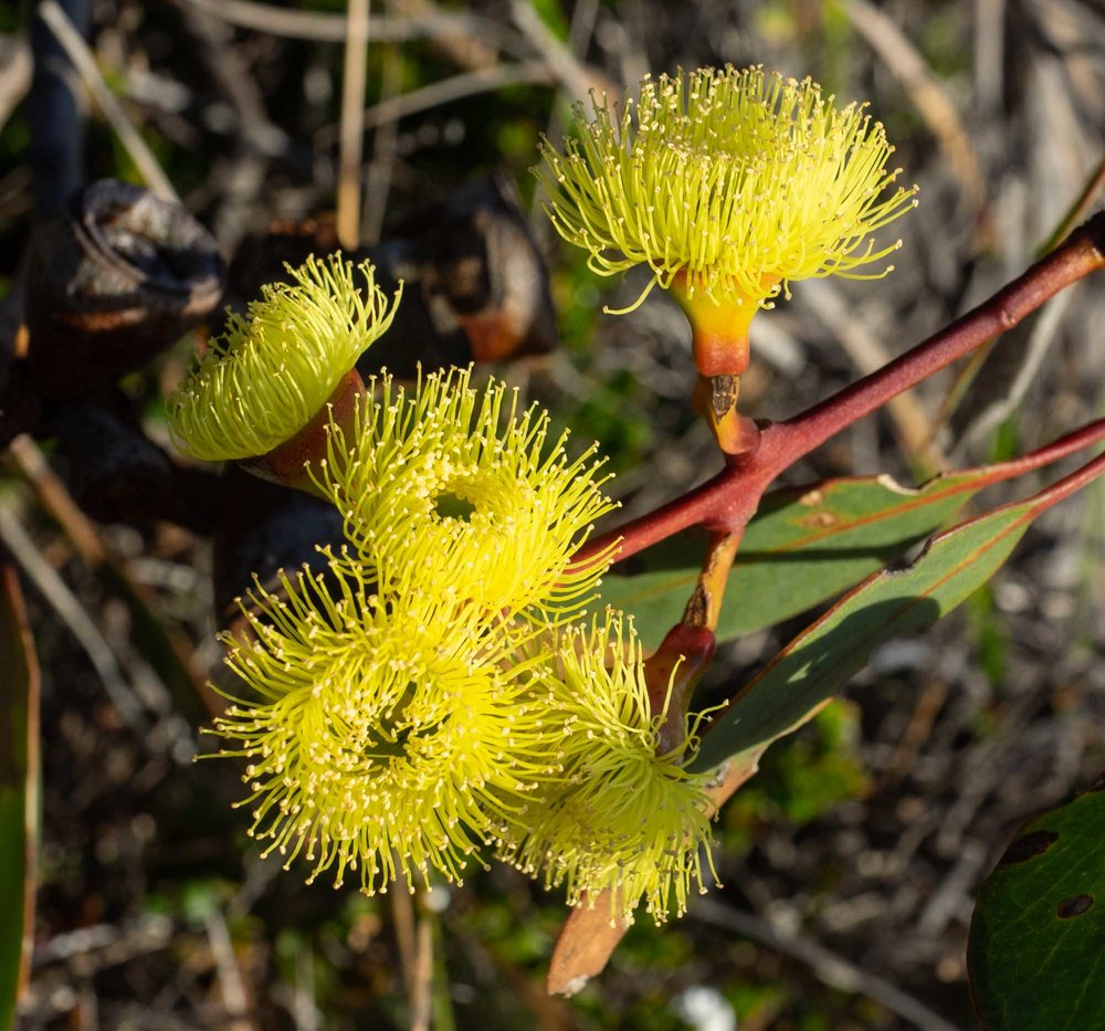 Eucalyptus preissiana (Bell-fruited Mallee)