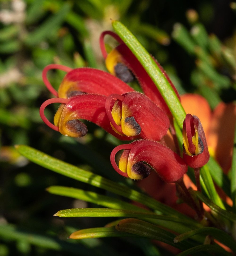 Grevillea sp.