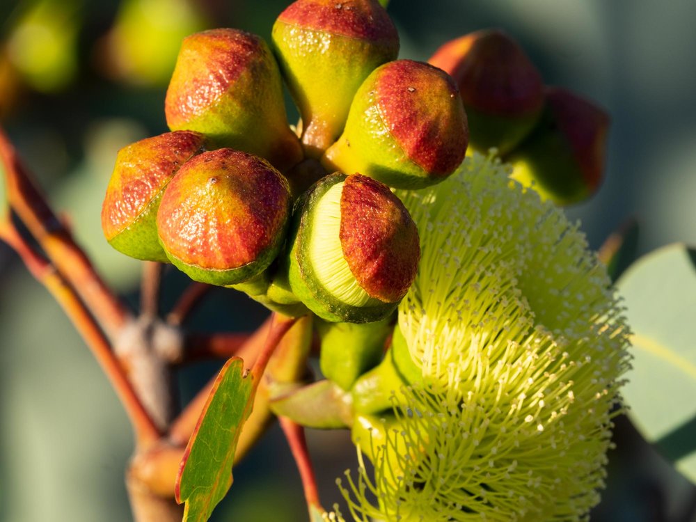 Eucalyptus preissiana (Bell-fruited Mallee)