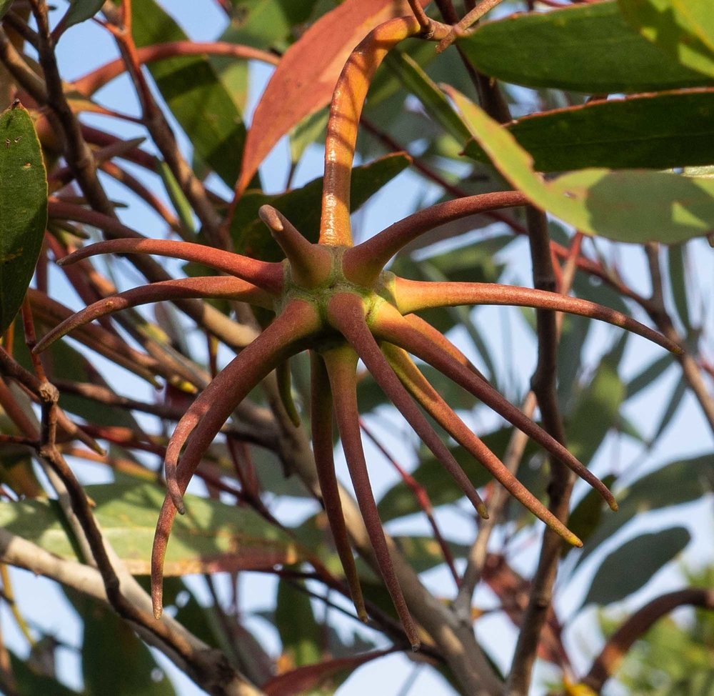 Eucalyptus conferruminata (Bushy Yate)