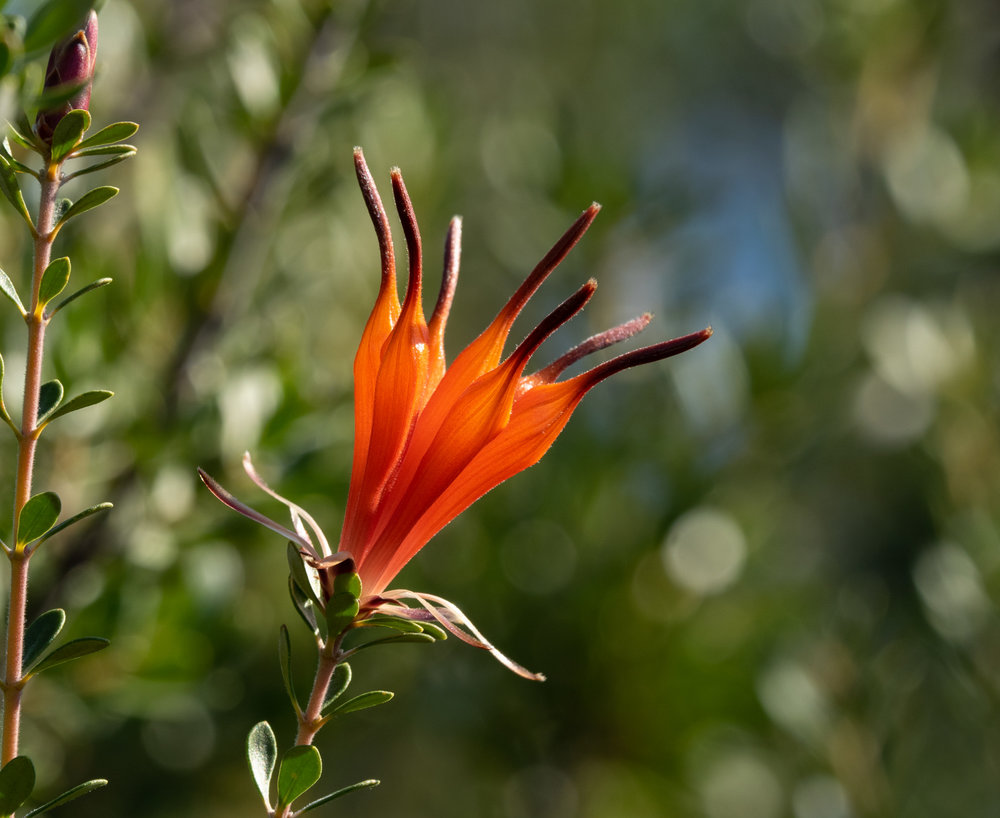 Lambertia inermis (Chittick)