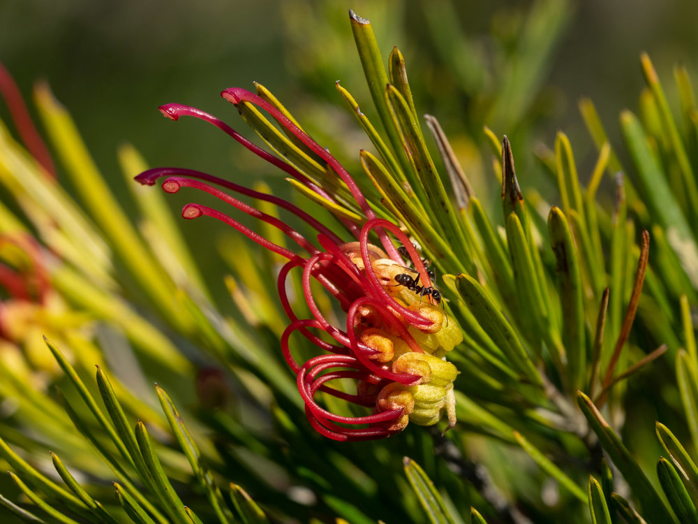 Grevillea sp.