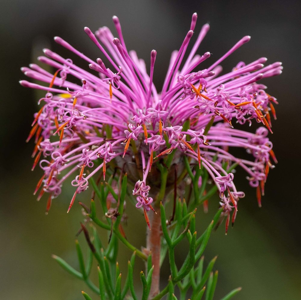 Isopogon sp. (Coneflower)