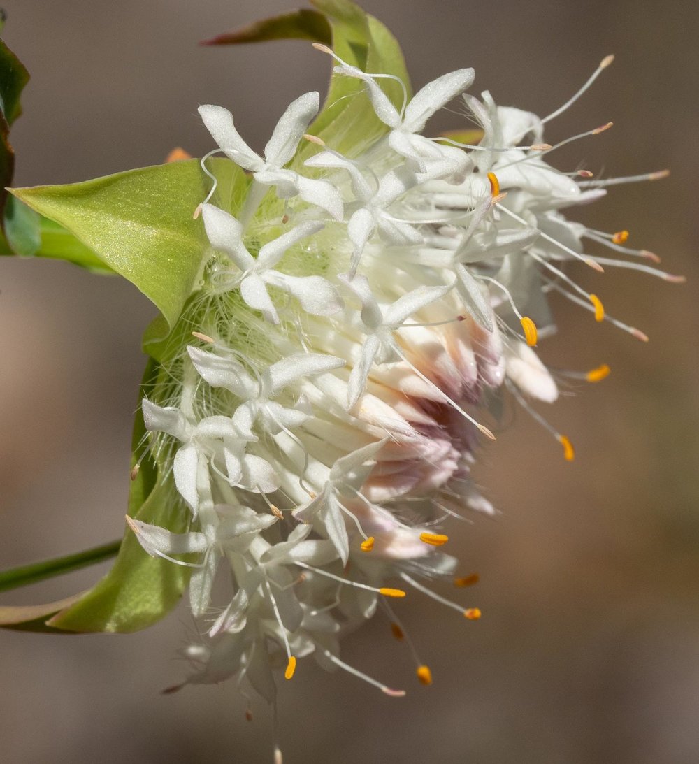 Pimelea lehmanniana (Mountain Banjine)