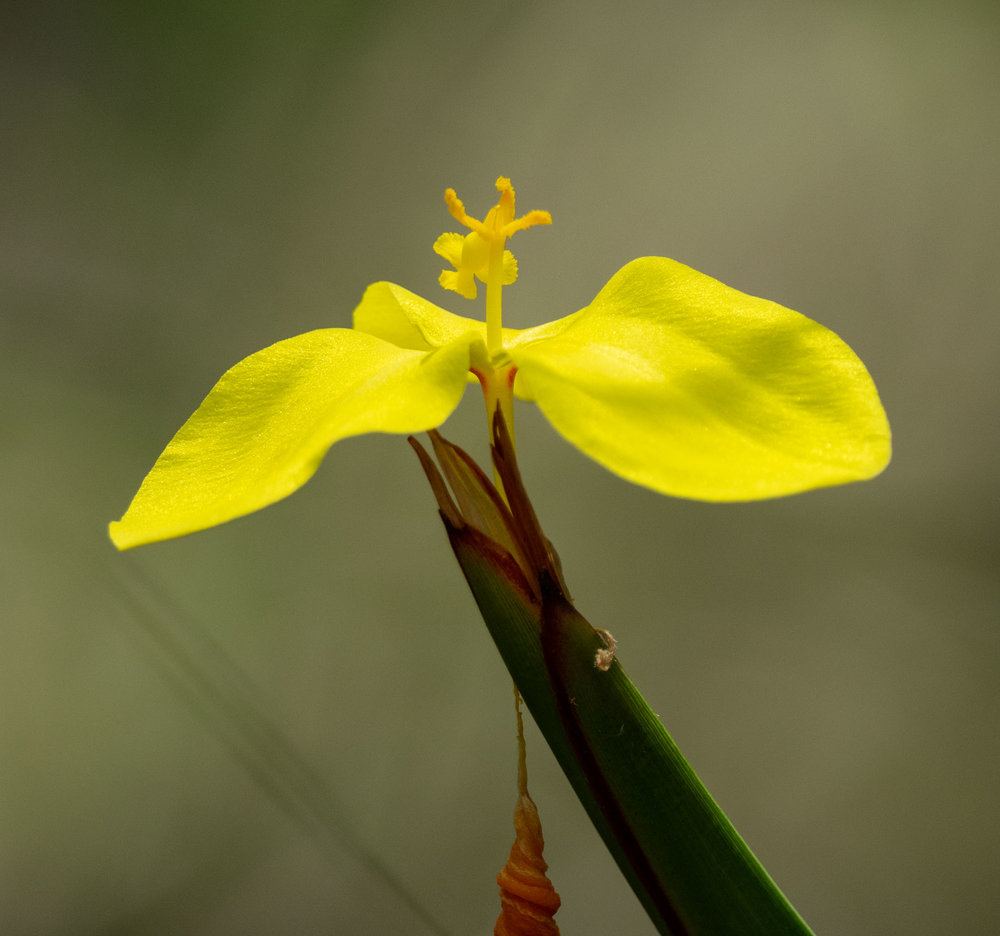 Patersonia umbrosa ('Yellow Flag')