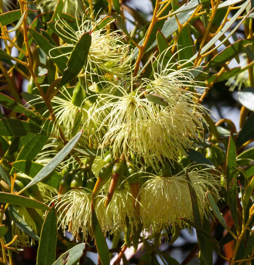 Eucalyptus eremophila (Tall Sand Mallee)