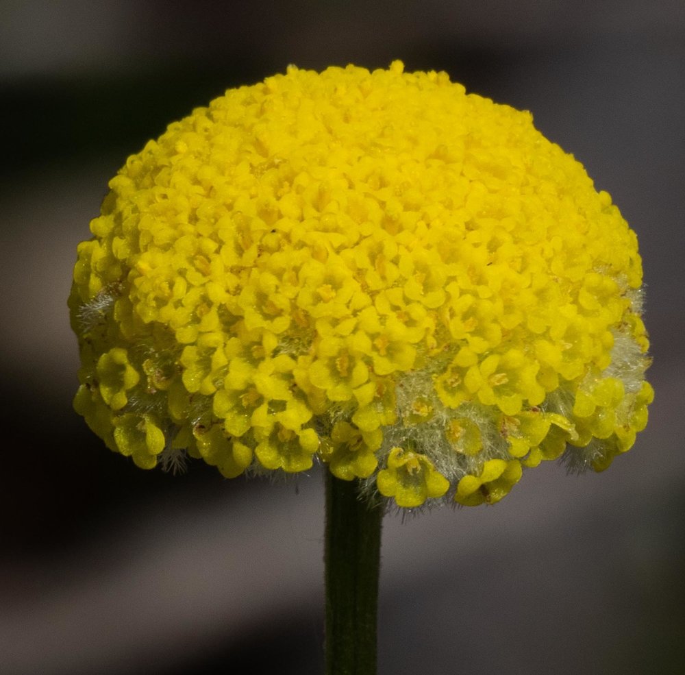 Craspedia variabilis (Billy Button)