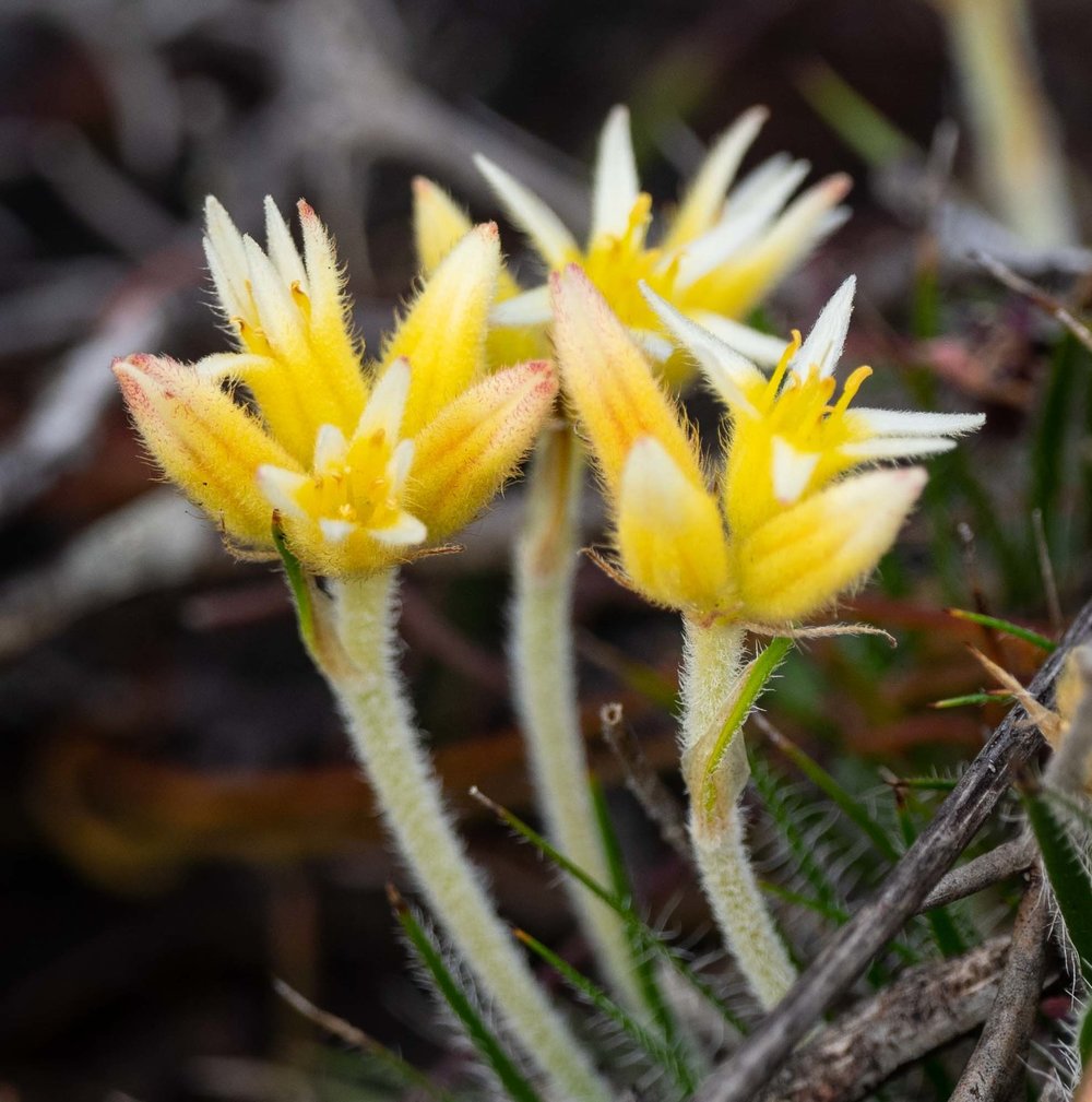 Conostylis pusilla (Silvery Cottonheads)