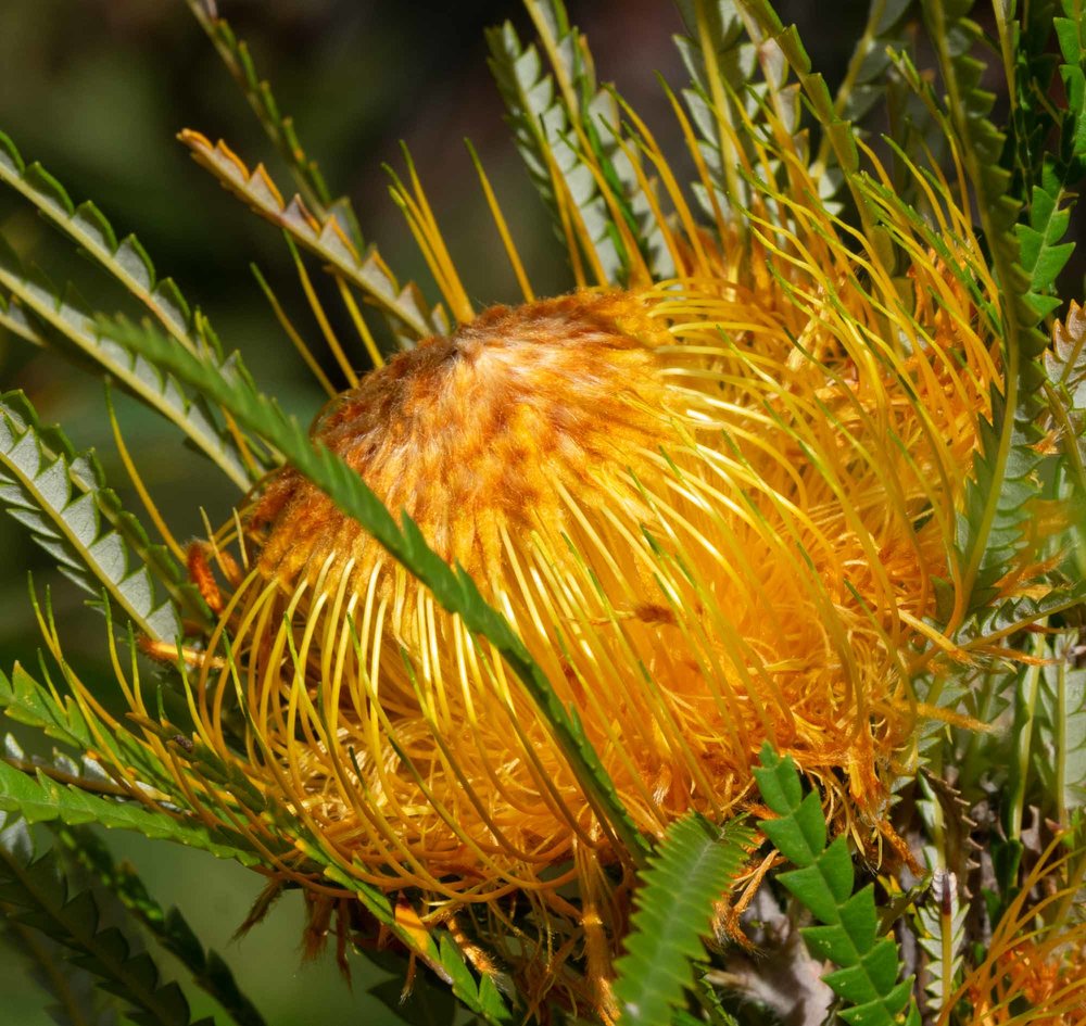 Banksia formosa (Showy Dryandra)