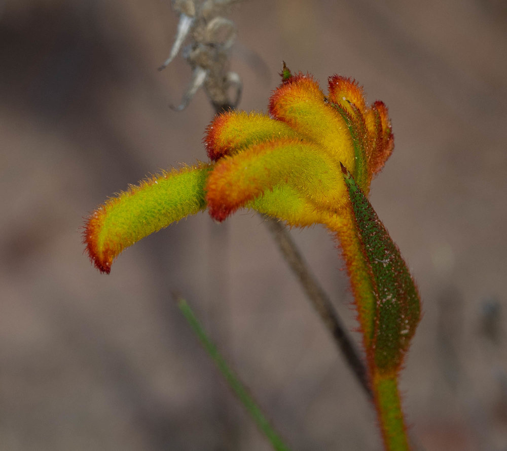 Anigozanthus humilis (Cat's Paw)