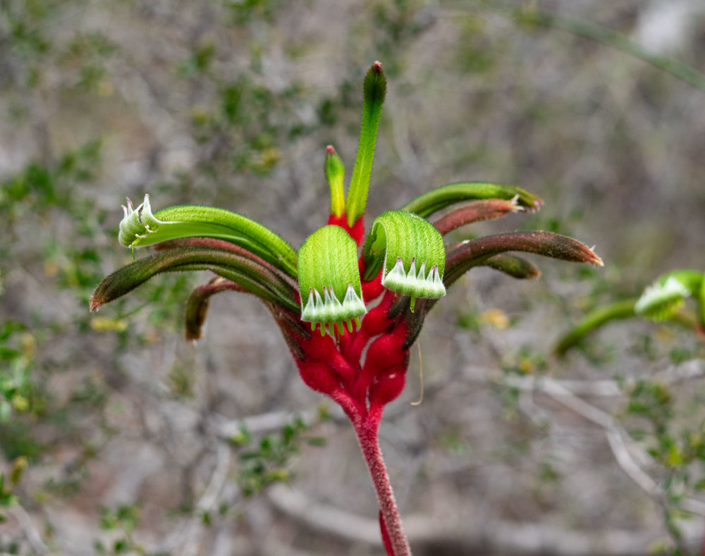 Anigozanthos manglesii (Mangles Kangaroo Paw)