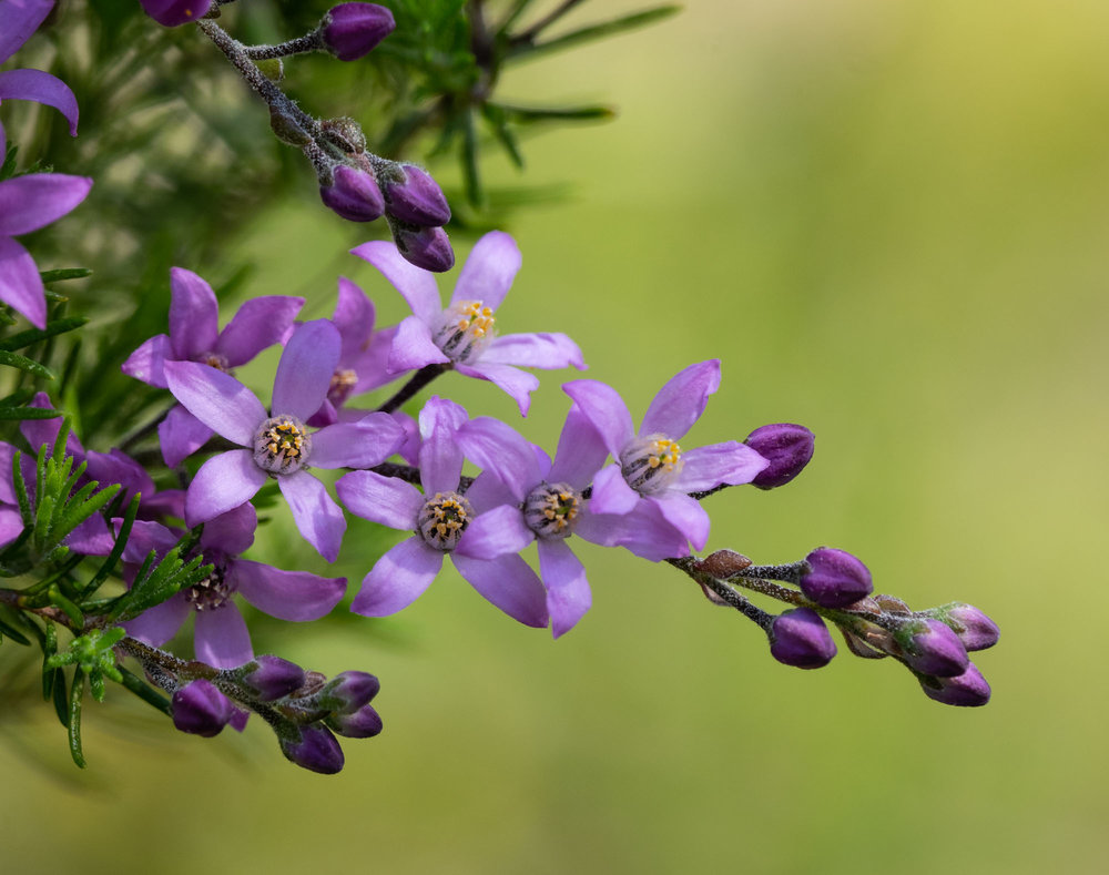 Philotheca nodiflora (Blue Pepper and Salt)