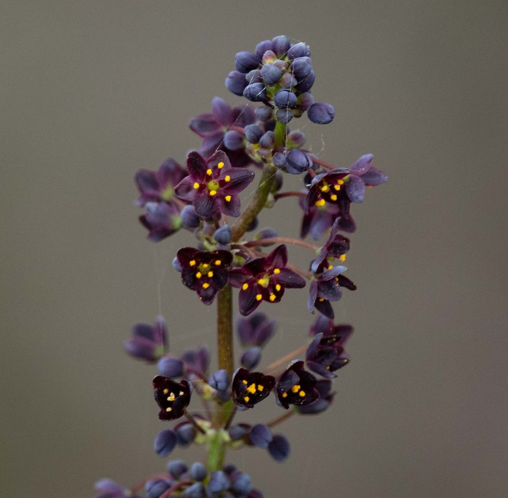 Lomandra purpurea (Purple Mat Rush)