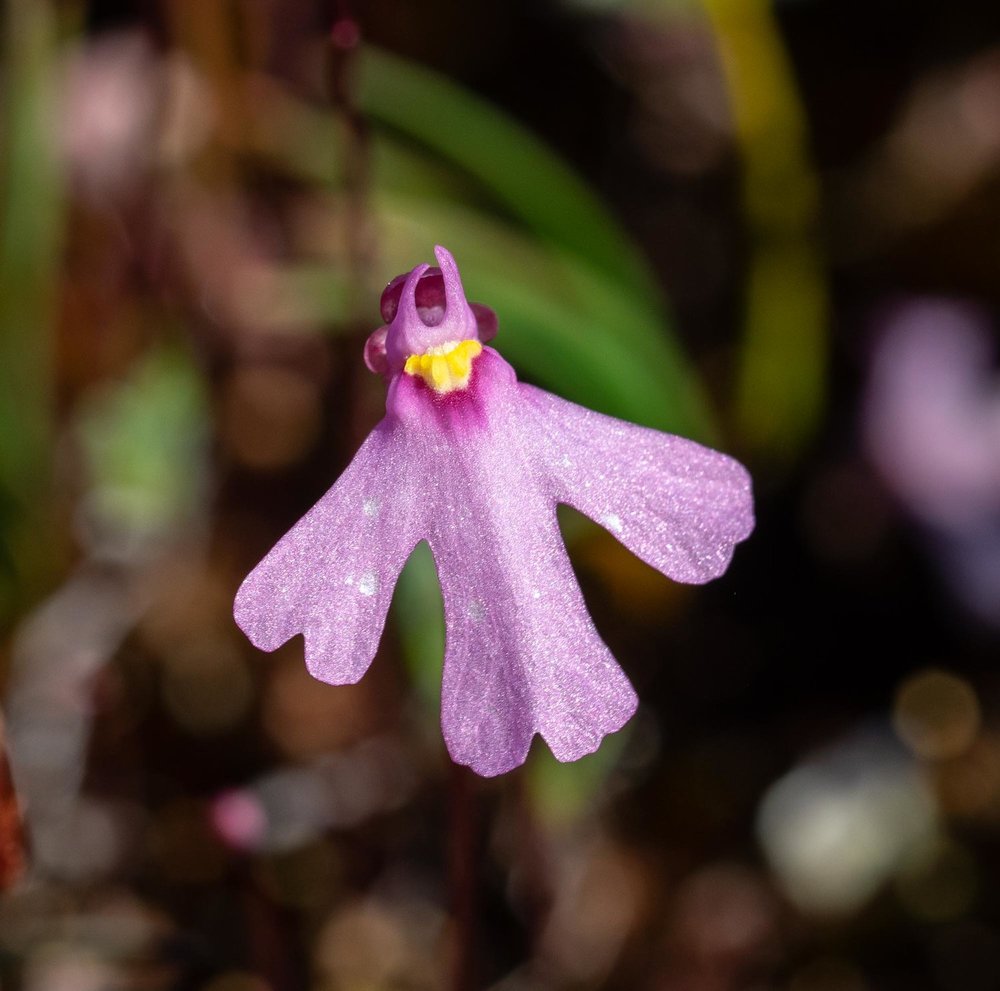 Utricularia multifida (Pink Petticoats)